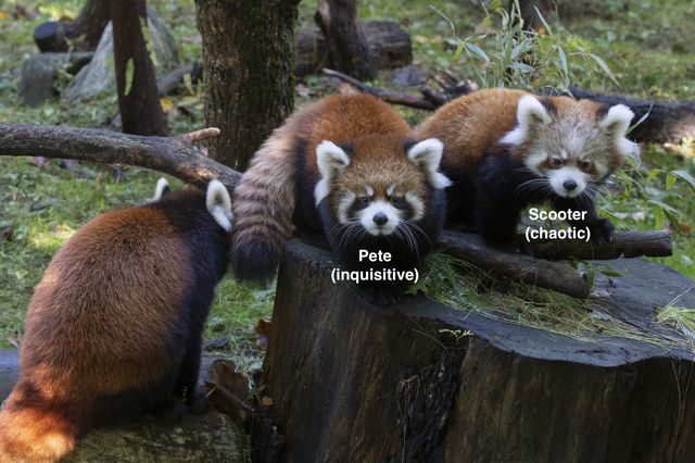 This is a photo of two red panda cubs, one labeled "Pete (inquisitive)" and the other, "Scooter (chaotic)."